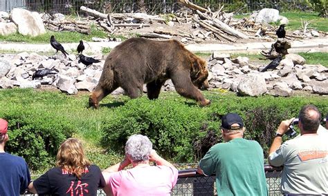 west yellowstone bear and wolf center webcam